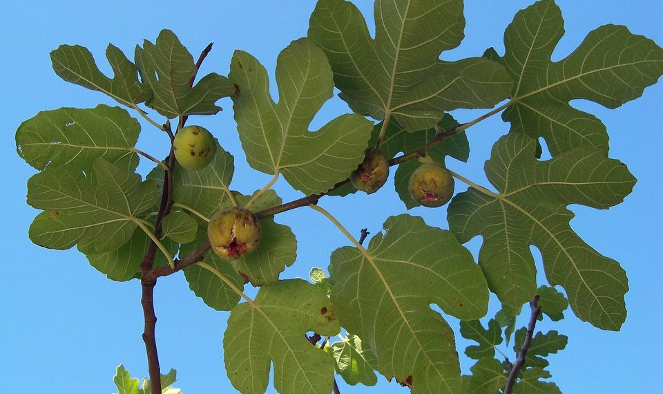 Fig tree with ripe figs under clear blue sky.