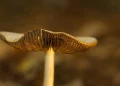 Mushroom gills in soft focus on a blurred brown background.