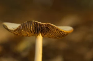 Mushroom gills in soft focus on a blurred brown background.