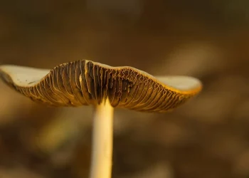 Mushroom gills in soft focus on a blurred brown background.