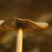 Mushroom gills in soft focus on a blurred brown background.