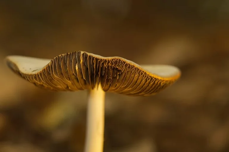 Mushroom gills in soft focus on a blurred brown background.