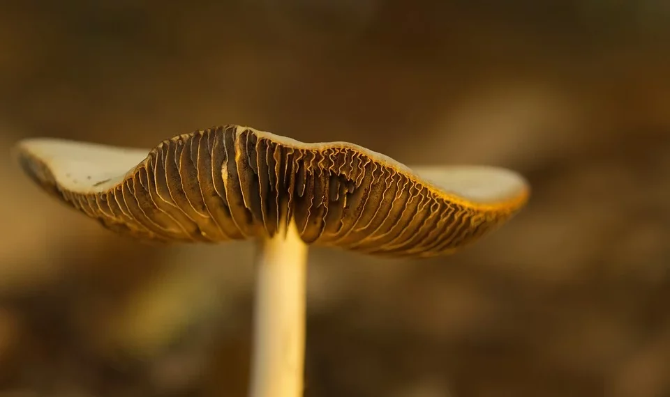 Mushroom gills in soft focus on a blurred brown background.