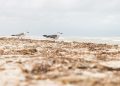 Two seagulls walking along a sandy beach shoreline.