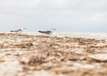 Two seagulls walking along a sandy beach shoreline.