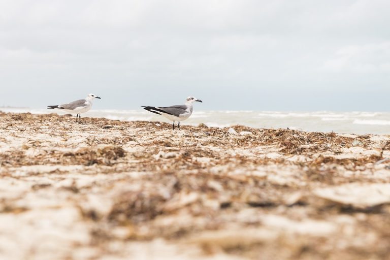 Two seagulls walking along a sandy beach shoreline.