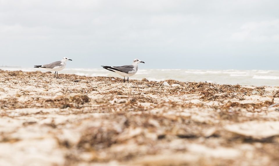 Two seagulls walking along a sandy beach shoreline.