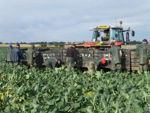 Workers in a broccoli field loading crates onto a tractor.
