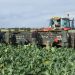 Workers in a broccoli field loading crates onto a tractor.