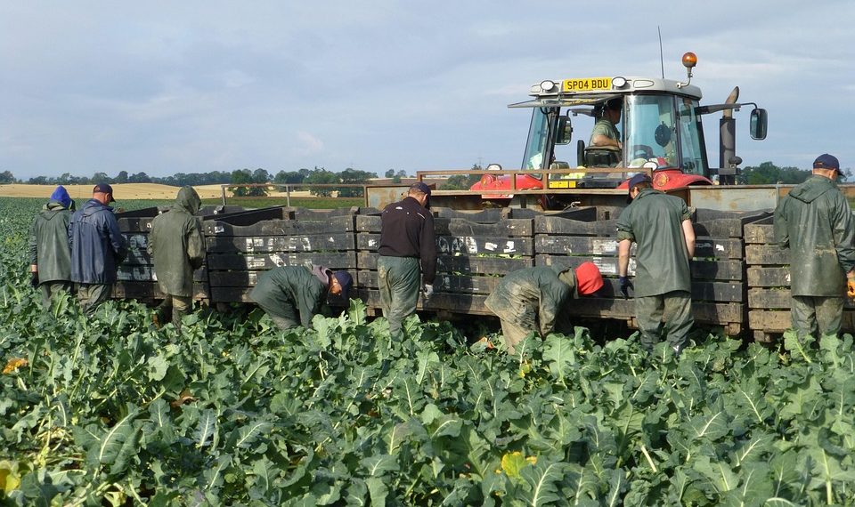 Workers in a broccoli field loading crates onto a tractor.