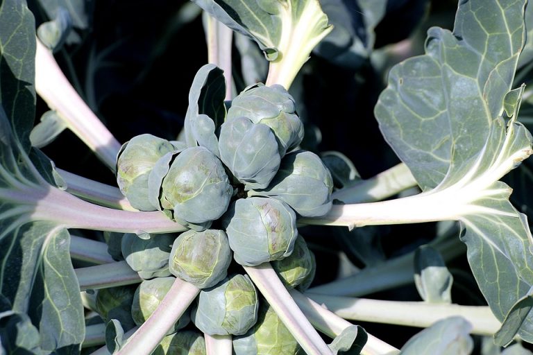 Brussels sprouts growing on a stalk in a garden.