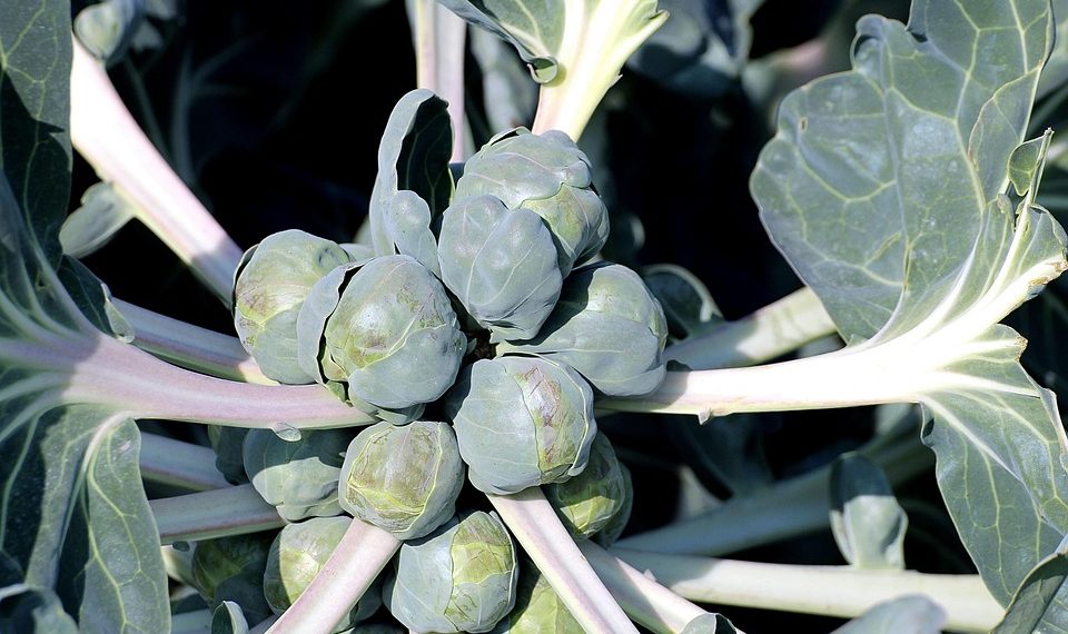 Brussels sprouts growing on a stalk in a garden.