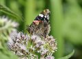 Red Admiral butterfly perched on pink flowers.
