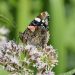 Red Admiral butterfly perched on pink flowers.
