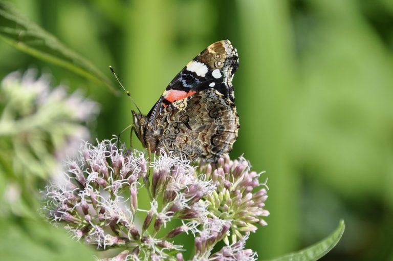 Red Admiral butterfly perched on pink flowers.