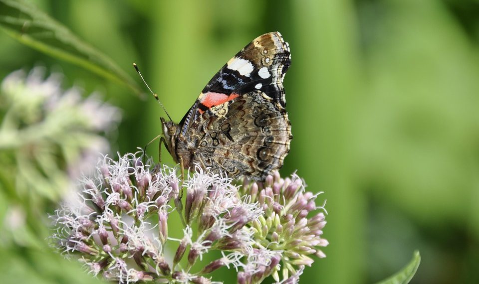 Red Admiral butterfly perched on pink flowers.
