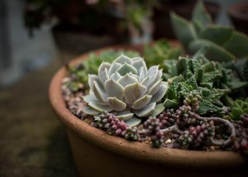 Succulent arrangement in terracotta pot.