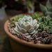Succulent arrangement in terracotta pot.
