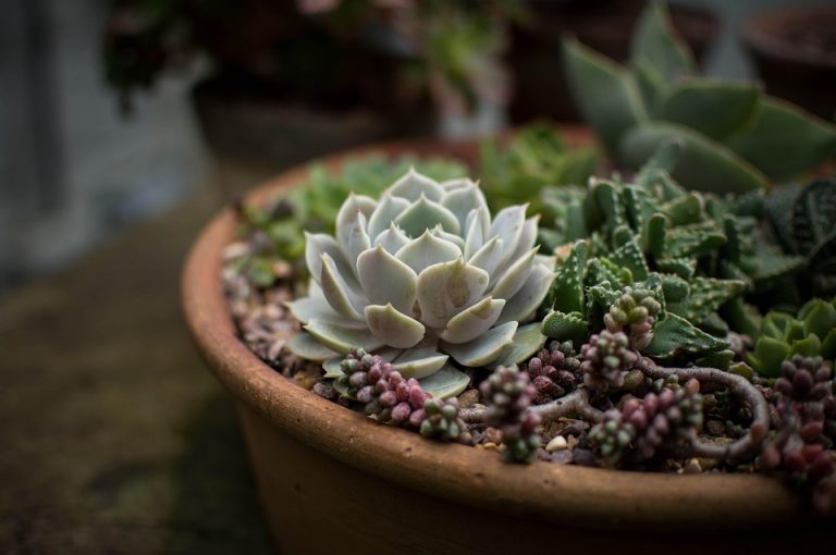 Succulent arrangement in terracotta pot.