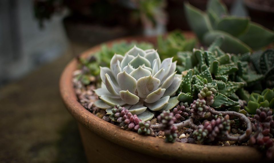 Succulent arrangement in terracotta pot.