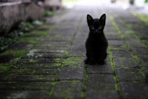Black kitten sitting on mossy stone path.