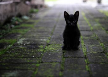 Black kitten sitting on mossy stone path.
