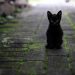 Black kitten sitting on mossy stone path.