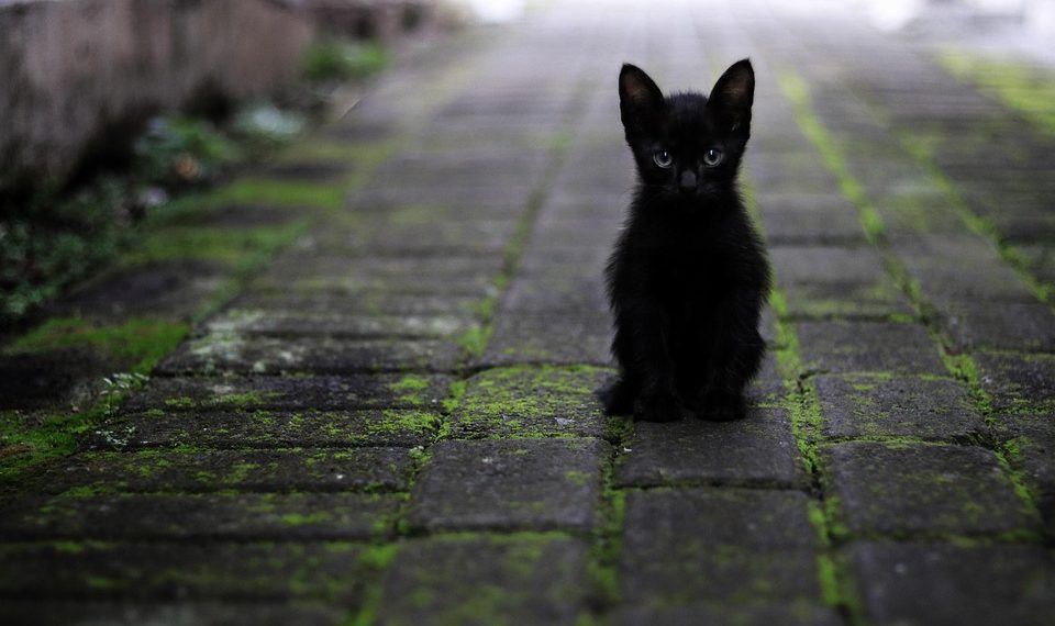 Black kitten sitting on mossy stone path.