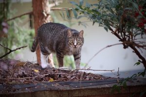Striped cat exploring outdoors amidst foliage.