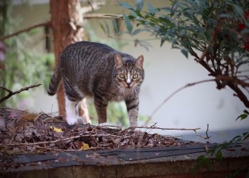 Striped cat exploring outdoors amidst foliage.