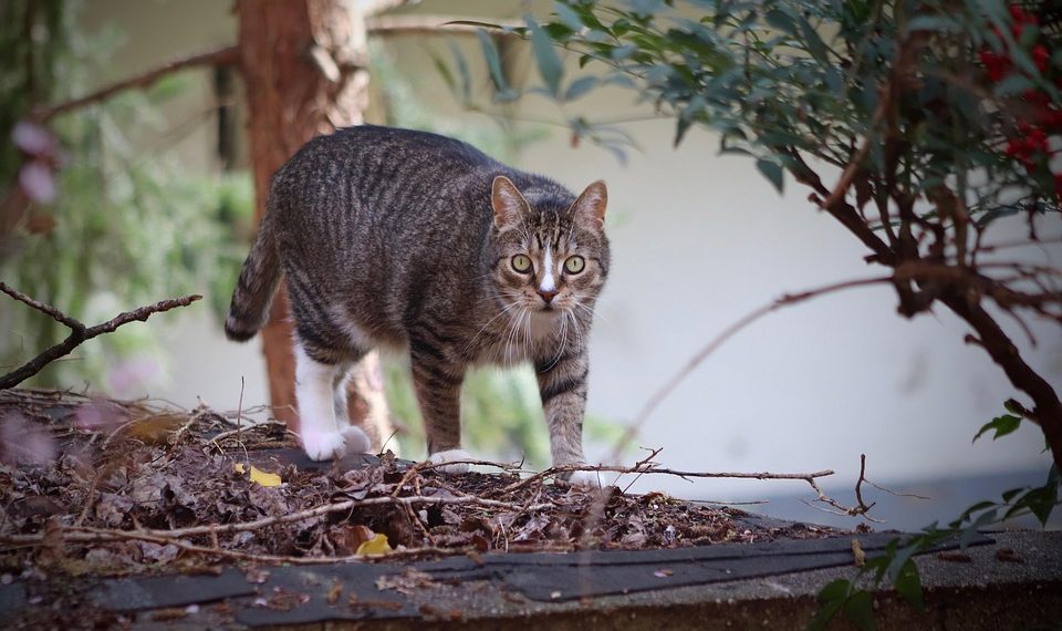 Striped cat exploring outdoors amidst foliage.