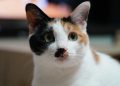 Calico cat with green eyes looking curiously.