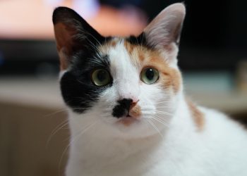 Calico cat with green eyes looking curiously.