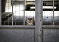 Cat peering through a barred gate, looking curious.
