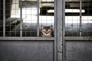 Cat peering through a barred gate, looking curious.