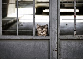 Cat peering through a barred gate, looking curious.