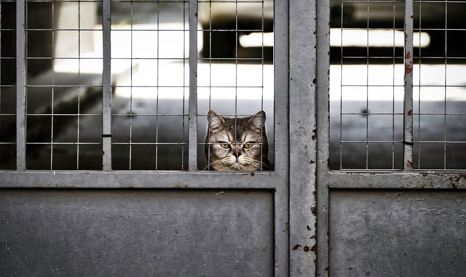 Cat peering through a barred gate, looking curious.