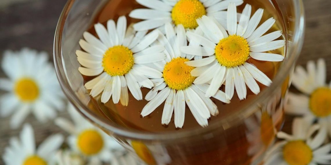 Chamomile flowers floating on herbal tea in a glass.