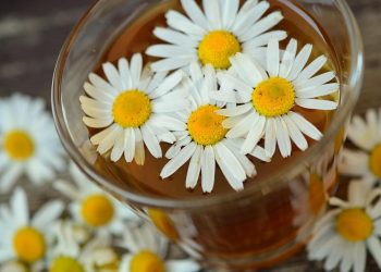 Chamomile flowers floating on herbal tea in a glass.