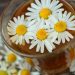 Chamomile flowers floating on herbal tea in a glass.