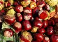 Shiny chestnuts with green spiky husks scattered on autumn leaves.