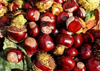 Shiny chestnuts with green spiky husks scattered on autumn leaves.
