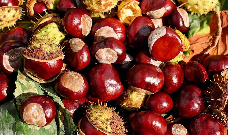 Shiny chestnuts with green spiky husks scattered on autumn leaves.