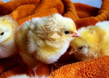 Fluffy yellow chicks resting on a soft orange blanket.