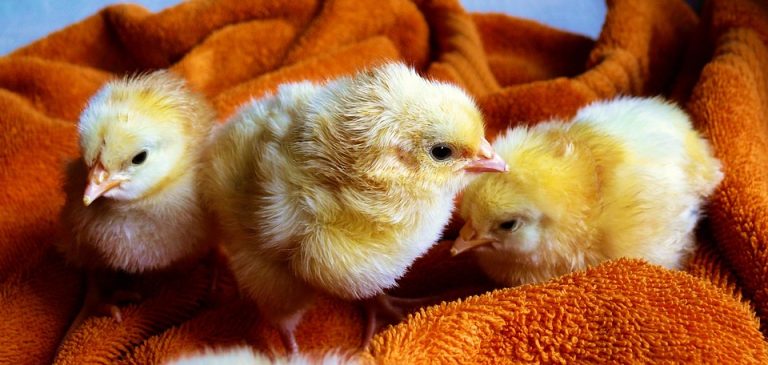 Fluffy yellow chicks resting on a soft orange blanket.