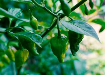 Green chili peppers growing on a plant.