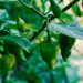 Green chili peppers growing on a plant.
