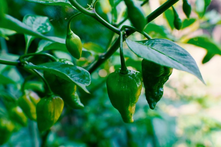 Green chili peppers growing on a plant.