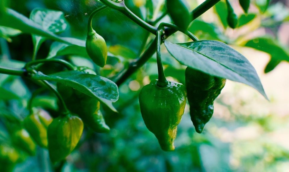 Green chili peppers growing on a plant.