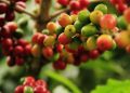 Ripening coffee cherries on a branch in a lush green plantation.